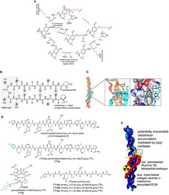 Evaluation of Fluorine-18-Labeled α1(I)-N-Telopeptide Analogs as Substrate-Based Radiotracers for PET Imaging of Melanoma-Associated Lysyl Oxidase